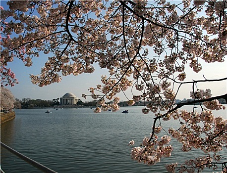 华盛顿特区,潮汐,樱花