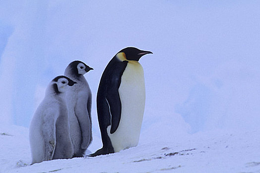 南极,帝企鹅,生物群,成年