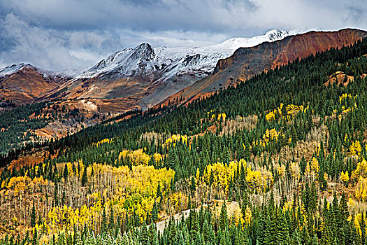 黄色,秋天,树,山坡,仰视,积雪,山,红山,科罗拉多,美国
