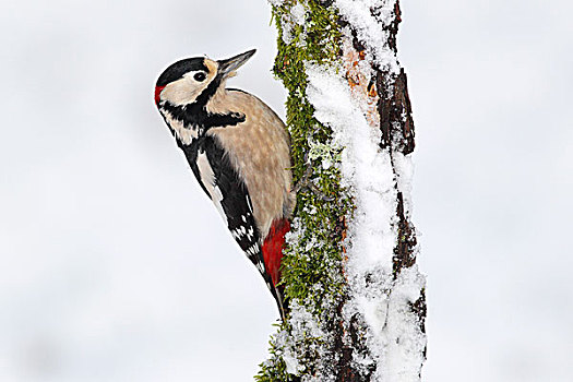 大斑啄木鸟,栖息,积雪,死,木头,冬天,北莱茵威斯特伐利亚,德国,欧洲