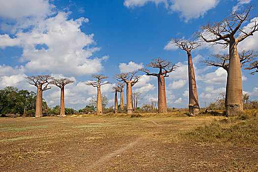 猴面包树,穆龙达瓦,马达加斯加,非洲