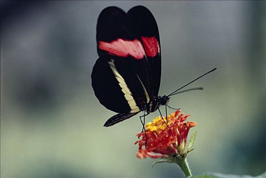 蝴蝶,马樱丹属,花,雨林,哥斯达黎加