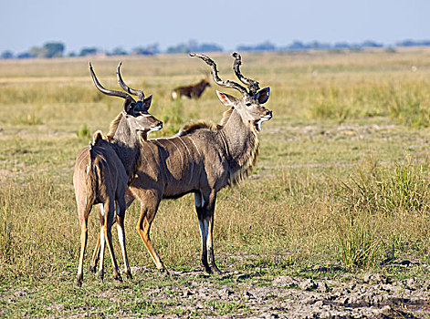 捻角羚,乔贝国家公园,博茨瓦纳,非洲