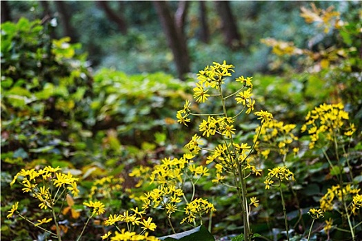 黄色,草,树林