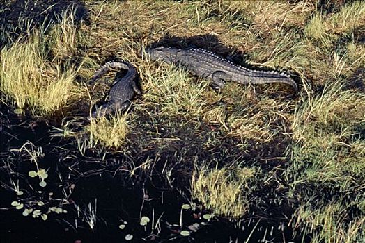 两个,大,鳄鱼,日晒,太阳,旁侧,支流,奥卡万戈三角洲,西北地区,博茨瓦纳