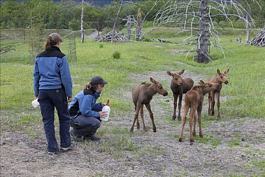 俘获,驼鹿,幼兽,瓶子,实习生,阿拉斯加野生动物保护中心