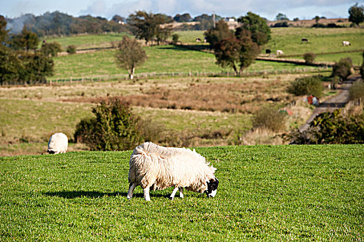 落下,绵羊,草场,安特里姆郡,爱尔兰