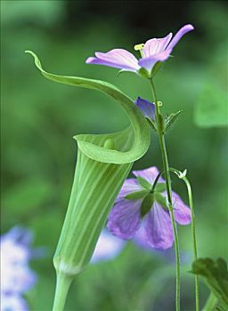 天竺葵,大烟山国家公园,田纳西