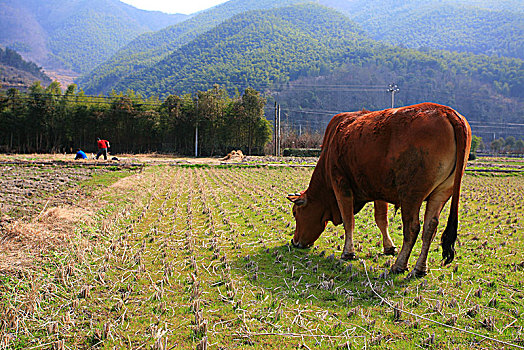 田野,牛,乡村