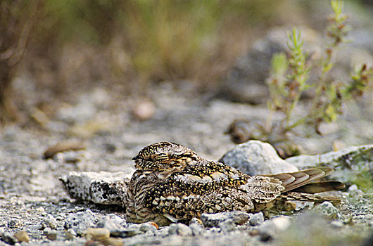 雌性,巢穴,保护色,湖,德克萨斯,美国,五月