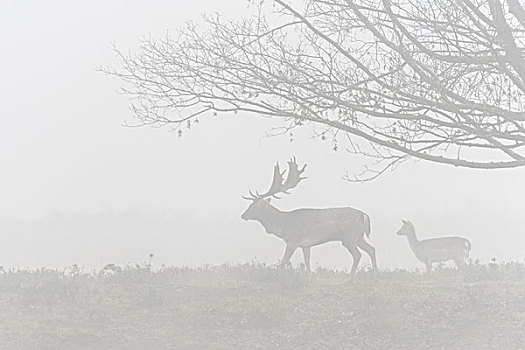 扁角鹿,黇鹿,晨雾,黑森州,德国