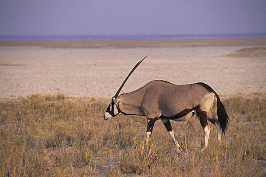 非洲,纳米比亚,埃托沙国家公园,长角羚羊