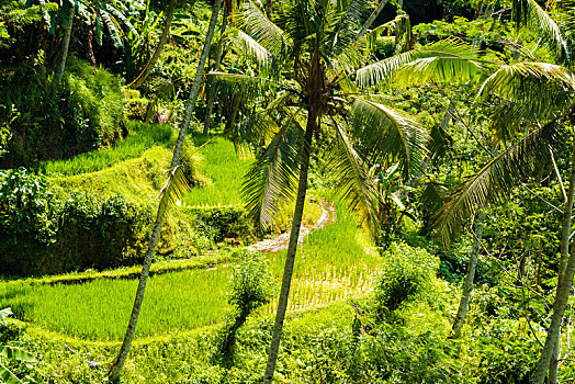 风景,上方,平台,稻田,椰树,亚洲