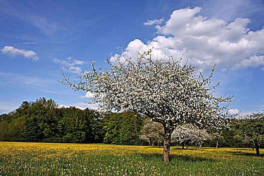 花,苹果树,果园,中间,弗兰克尼亚,巴伐利亚,德国,欧洲