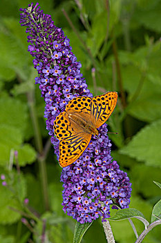 豹纹蝶,成年,花,花园,英格兰,英国,欧洲