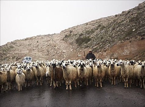 牧羊人,绵羊,卡帕多西亚,土耳其