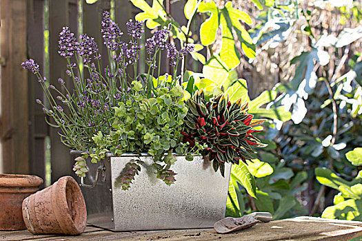安放,植物,靠近,赤陶,花盆,花园桌