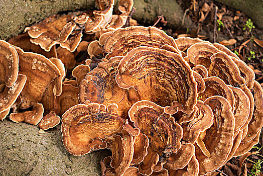 德国乡村生活古建筑森林蘑菇