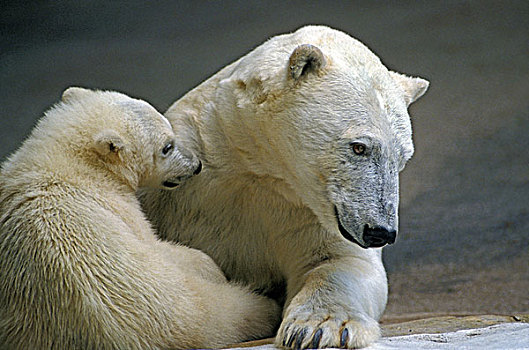 北极熊,女性,幼仔