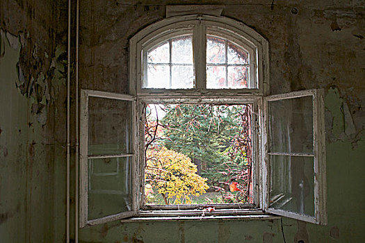 打开,窗户,废弃,建筑,德国