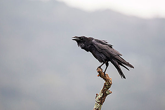 大乌鸦,渡鸦,成年,栖息,枝头,叫,埃斯特雷马杜拉,西班牙,欧洲