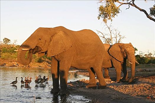 非洲,灌木,大象,非洲象,喝,乔贝,河,国家公园,博茨瓦纳