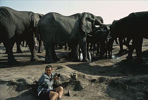 非洲象,群体,塞伦盖蒂国家公园,坦桑尼亚