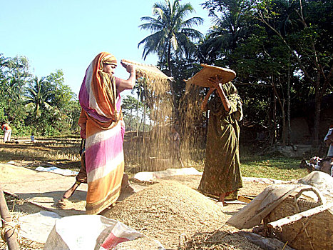 女人,筛滤,稻米,在家,收获,地点,孟加拉,2007年