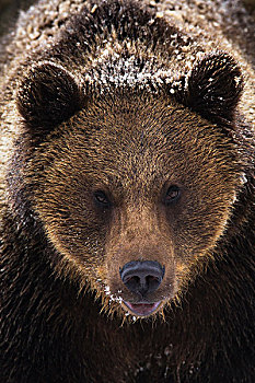 特写镜头的棕熊,棕熊,被雪覆盖,巴伐利亚森林国家公园,巴伐利亚,德国