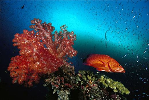 石斑鱼,九棘鲈属,软珊瑚,脚,深,所罗门群岛