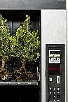 松树,自动售货机