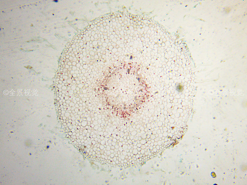 花生幼根橫切顯微結構圖圖片_花生幼根橫切顯微結構圖高清圖片_花生