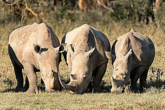 白色,犀牛,进食,纳库鲁湖国家公园,肯尼亚,非洲