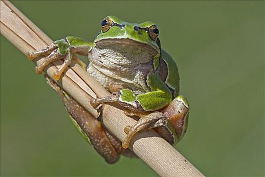 普通树蛙,无斑雨蛙,布尔根兰,奥地利,欧洲
