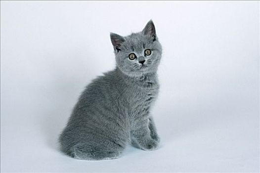 英国短毛猫,猫,蓝色,小猫