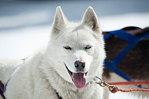 雪撬,哈士奇犬