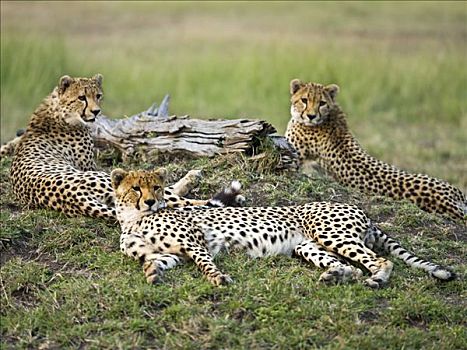 肯尼亚,纳罗克地区,家族,印度豹,马赛马拉野生动物园
