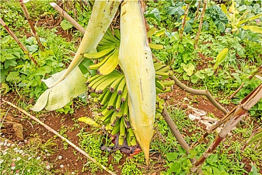 香蕉,灌木