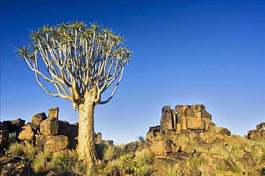 抖树,箭筒树,二歧芦荟,正面,漂石,岩石构造,荒芜,基特曼斯胡普,纳米比亚,非洲