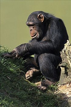 普通,黑猩猩,类人猿