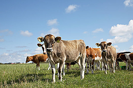 母牛,土地,挪威