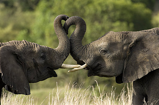 非洲象,打斗,马赛马拉,肯尼亚,非洲