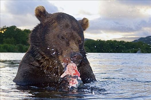 棕熊,三文鱼,河,堪察加半岛,俄罗斯