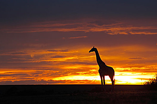 长颈鹿,日落