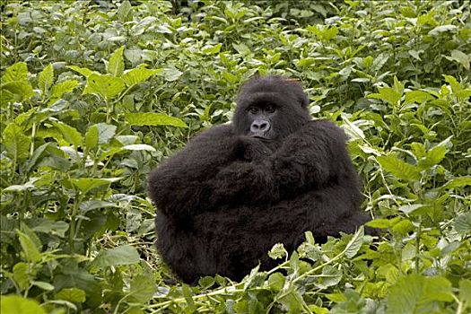 山地大猩猩,大猩猩,雌性,坐,国家,卢旺达