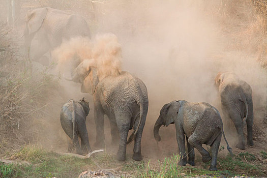 大象,牧群,非洲象,灰尘,浴室,沙子,后背,象鼻,空中,尘土,空气
