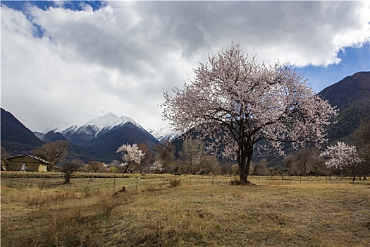 野桃花观赏圣地索松村