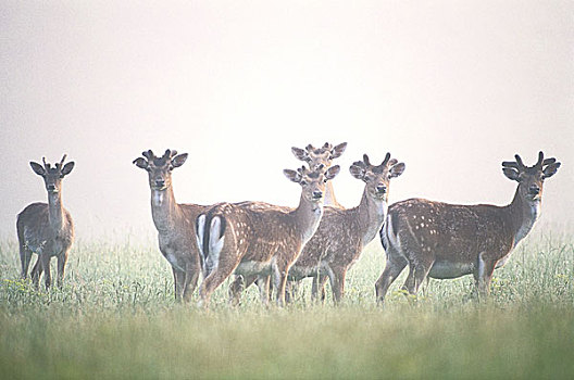 黇鹿,鹿角,草地,雾,动物,野生动物,牡鹿,鹿,有蹄类动物,哺乳动物,多,牧群,看镜头,警惕,清晨,晨雾