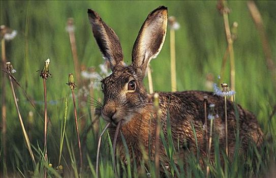 野兔,欧洲野兔,哺乳动物,啮齿类动物,德国,欧洲,动物