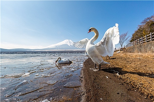 山,富士山,鹅